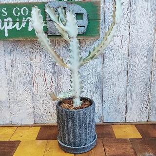 【観葉植物】ホワイトゴースト　　受皿付