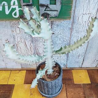 【観葉植物】ホワイトゴースト　　受皿付