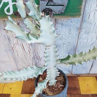 【観葉植物】ホワイトゴースト　　受皿付