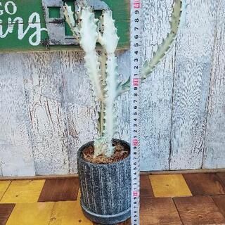 【観葉植物】ホワイトゴースト　　受皿付