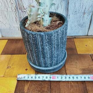 【観葉植物】ホワイトゴースト　　受皿付