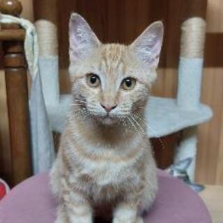 猫の里親募集｜ジモティー
