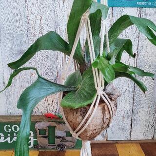 【観葉植物】ビカクシダ　ココヤシ鉢