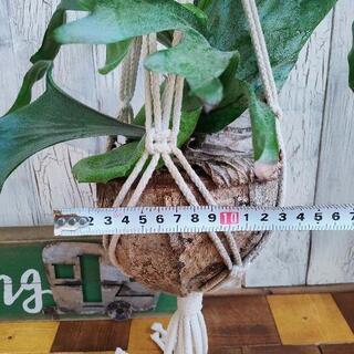 【観葉植物】ビカクシダ　ココヤシ鉢