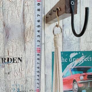 【観葉植物】ビカクシダ　ココヤシ鉢