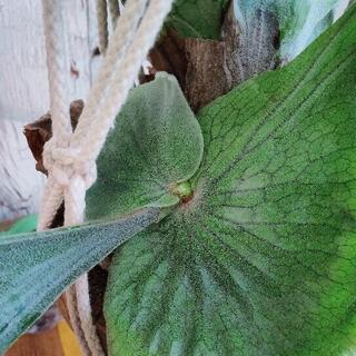 【観葉植物】ビカクシダ　ココヤシ鉢