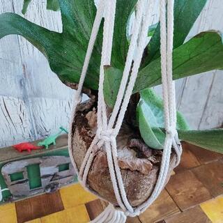 【観葉植物】ビカクシダ　ココヤシ鉢