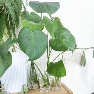 【2本 50円】モンステラ　グリーン　観葉植物　水耕栽培　ハイド...