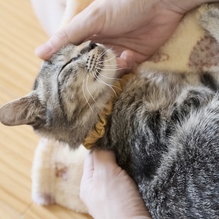 こみす♡家族ができました - 北九州市