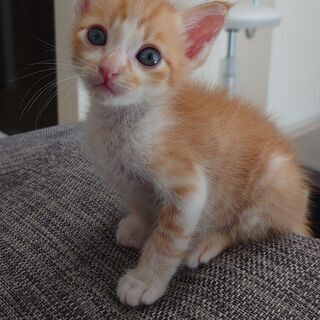 ♡かわいい２匹の子猫の里親募集中です。