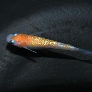 【ネット決済・配送可】メダカ 王華の若魚  10匹セットです