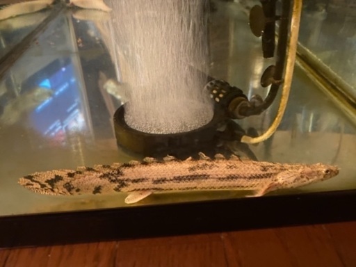 急募※90㎝水槽フルセット(生体付き)最終値下げ