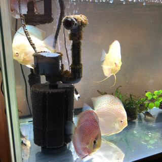 ディスカス超激安引退セット(熱帯魚水槽) ディスカス超激安引退セット(熱帯魚水槽)