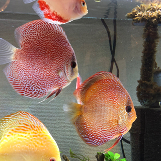 その他 ディスカス超激安引退セット(熱帯魚水槽)