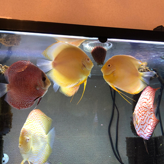 ディスカス超激安引退セット(熱帯魚水槽)