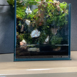 ☆杜のメダカ熱帯魚飼育にコケリウム・テラリウム完成品☆ 20水槽 