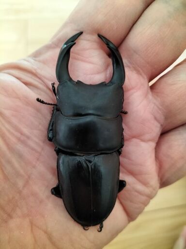 オンライン決済、配送限定】大型血統 久留米産オオクワガタ 越冬成虫