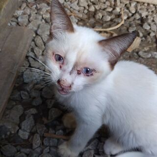 外に住みついた野良猫（シャム系）が産んだ子猫5か月4匹の里親募集
