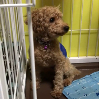 兵庫県の犬の里親募集 ジモティー 兵庫県の犬の里親募集 ジモティー