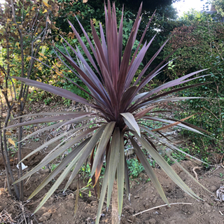 レッドスター　赤ドラセナ