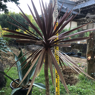 レッドスター　赤ドラセナ