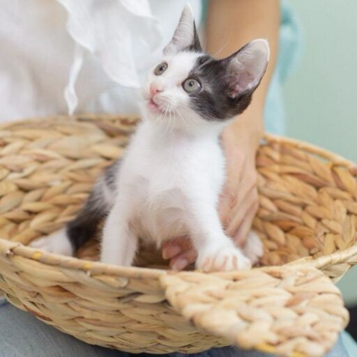 10月17日 日 三鷹で猫の譲渡会 ハチワレ黒白の男の子生後3ヵ月優しい性格 みたか123 三鷹の猫の里親募集 ジモティー