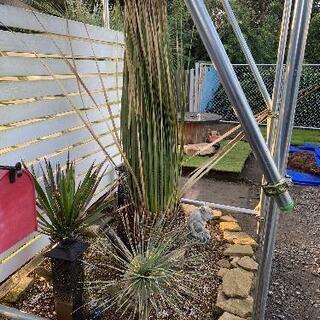 ダシリリオン　ミキワネンシス