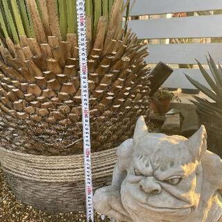 ダシリリオン　ミキワネンシス