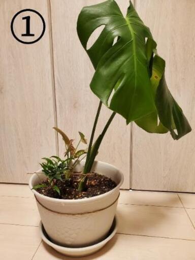 観葉植物 モンステラの寄せ植え 60cm 70cm ぱんたろう 断捨離中 新宿御苑前のインテリア雑貨 小物の中古あげます 譲ります ジモティーで不用品の処分