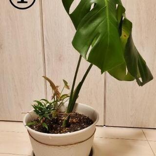 【観葉植物】モンステラの寄せ植え 60cm〜70cm