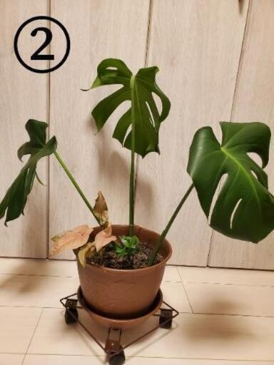 観葉植物 モンステラの寄せ植え 60cm 70cm ぱんたろう 断捨離中 新宿御苑前のインテリア雑貨 小物の中古あげます 譲ります ジモティーで不用品の処分