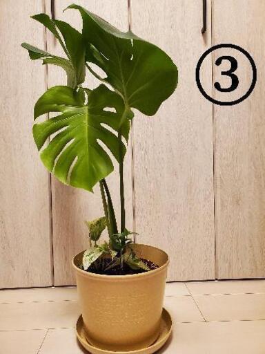 観葉植物 モンステラの寄せ植え 60cm 70cm ぱんたろう 断捨離中 新宿御苑前のインテリア雑貨 小物の中古あげます 譲ります ジモティーで不用品の処分