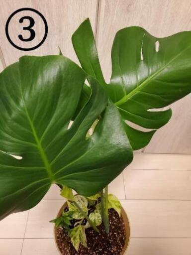 観葉植物 モンステラの寄せ植え 60cm 70cm ぱんたろう 断捨離中 新宿御苑前のインテリア雑貨 小物の中古あげます 譲ります ジモティーで不用品の処分