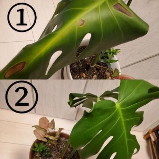 観葉植物 モンステラの寄せ植え 60cm 70cm ぱんたろう 断捨離中 新宿御苑前のインテリア雑貨 小物の中古あげます 譲ります ジモティーで不用品の処分