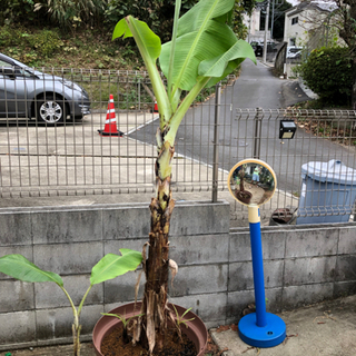 新しい到着 極甘 ブラジリアンバナナ (希少) その他