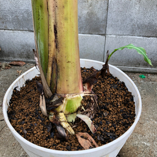 その他 極甘 ブラジリアンバナナ苗