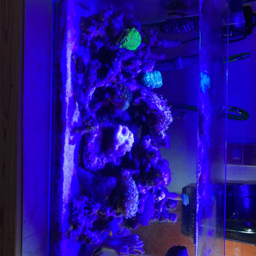 海水魚一式