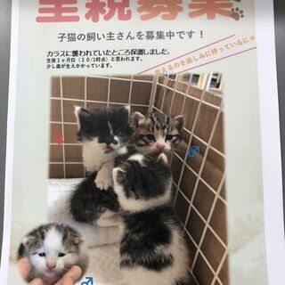 愛らしい子猫ちゃん里親募集❤(^^♪