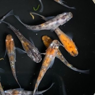 メダカ（静楽庵血統三色ラメ選別済み極上15匹セット）…めだか