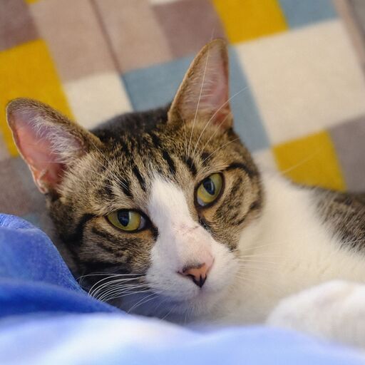 ハンゾー 毛布ふみふみ男の子 キノ こくらねこ部 門司の猫の里親募集 ジモティー ハンゾー 毛布ふみふみ男の子 キノ こくらねこ部 門司の猫の里親募集 ジモティー