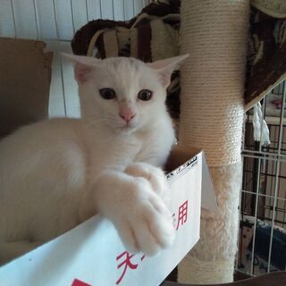 去勢手術終了しました。　白猫推定６ヶ月の男の子 - 福島市