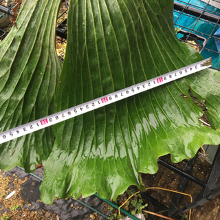 ビカクシダ　植物　観葉植物 コウモリラン