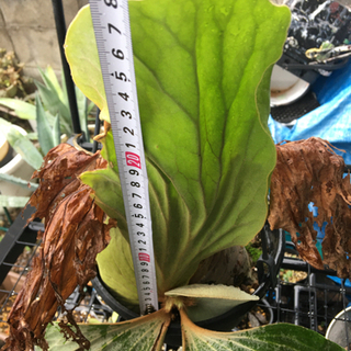 ビカクシダ　植物　観葉植物 コウモリラン