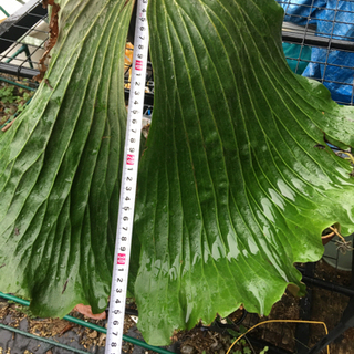 ビカクシダ　植物　観葉植物 コウモリラン