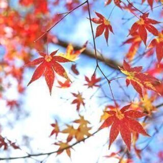 【10月30日】鎌倉 神社仏閣巡り散歩 ＆ 野毛呑み　