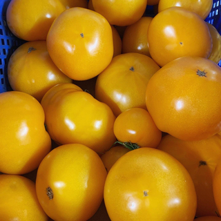 大玉トマト ゴールドトマト 1玉166円 黄色い珍しいトマトです！