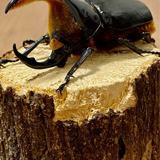 サタンオオカブト♂①【完売御礼】