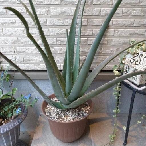観葉植物　特大　アロエベラ　インダストリアル　男前　ハードな部屋に