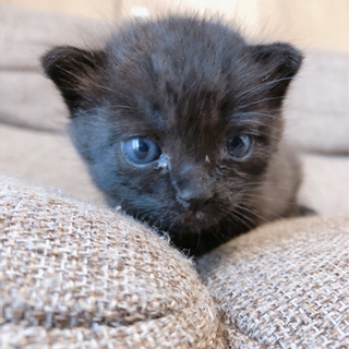 子猫🌸 里親募集 生後3週間