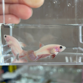 神奈川県の中古熱帯魚が無料 格安で買える ジモティー